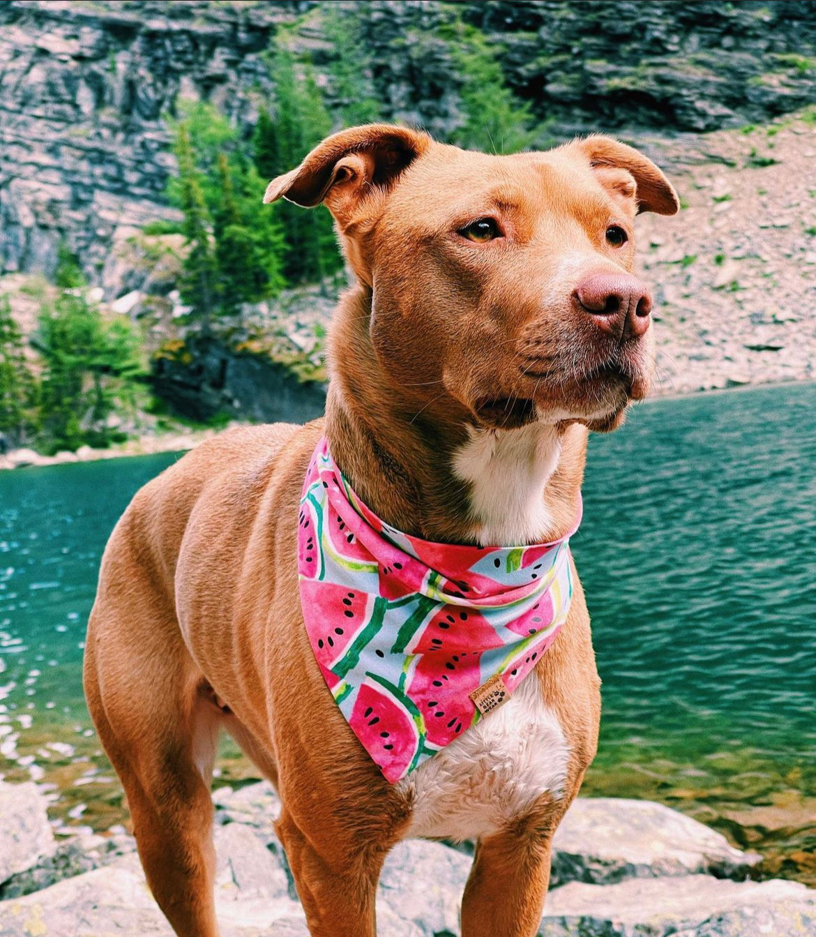 Bandanas