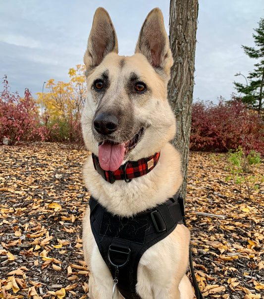 Moose Bear Plaid Collar