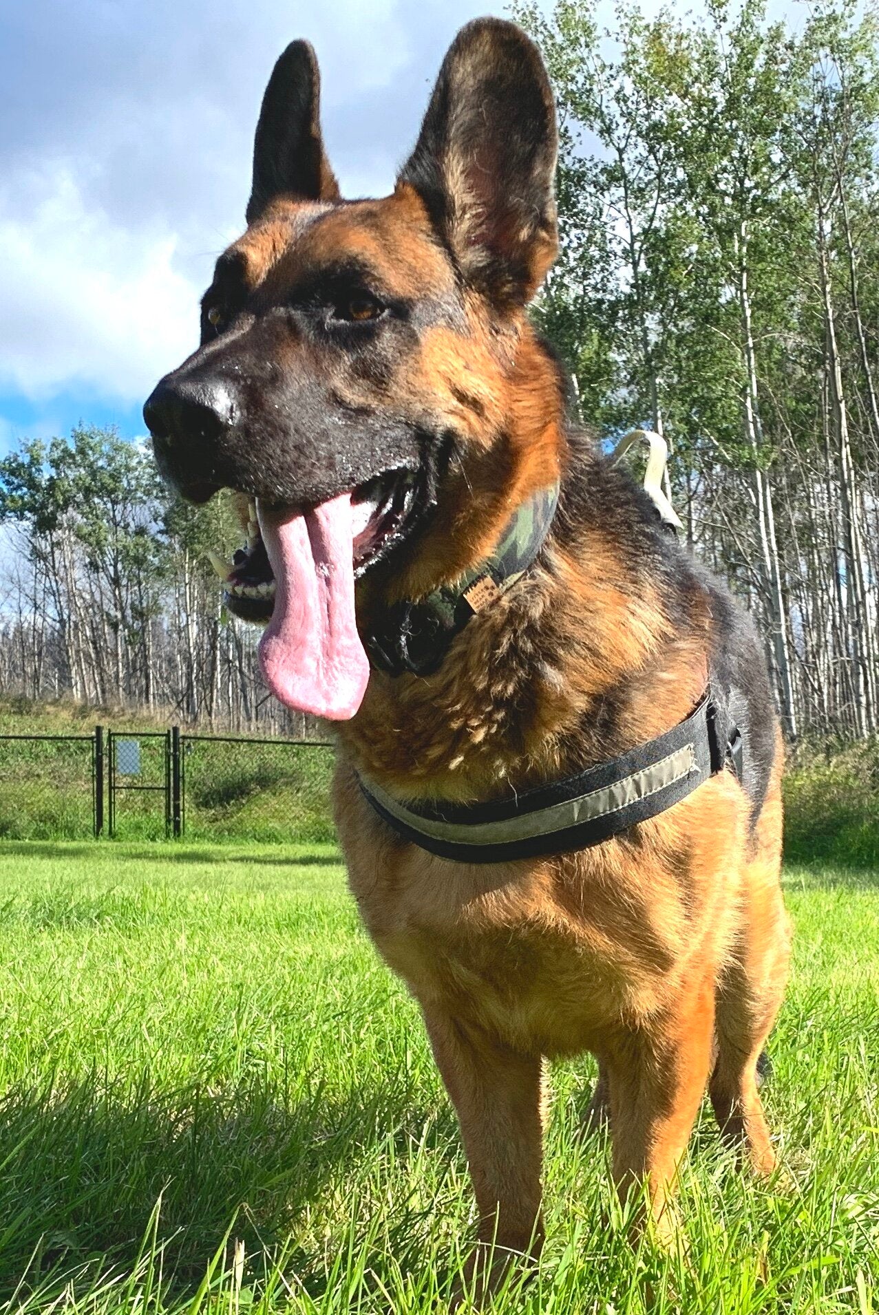 Moose Proof Camo Collar