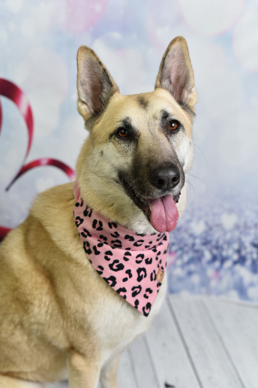 Lilly Leopard Bandana