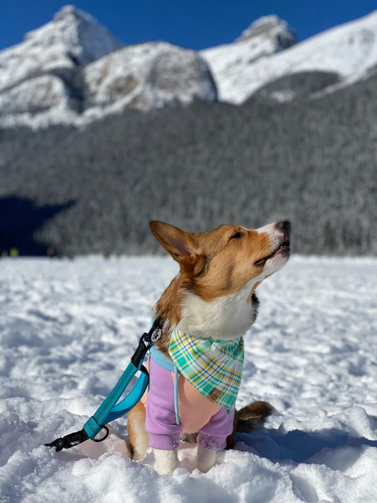 Felix Fresh Bandana