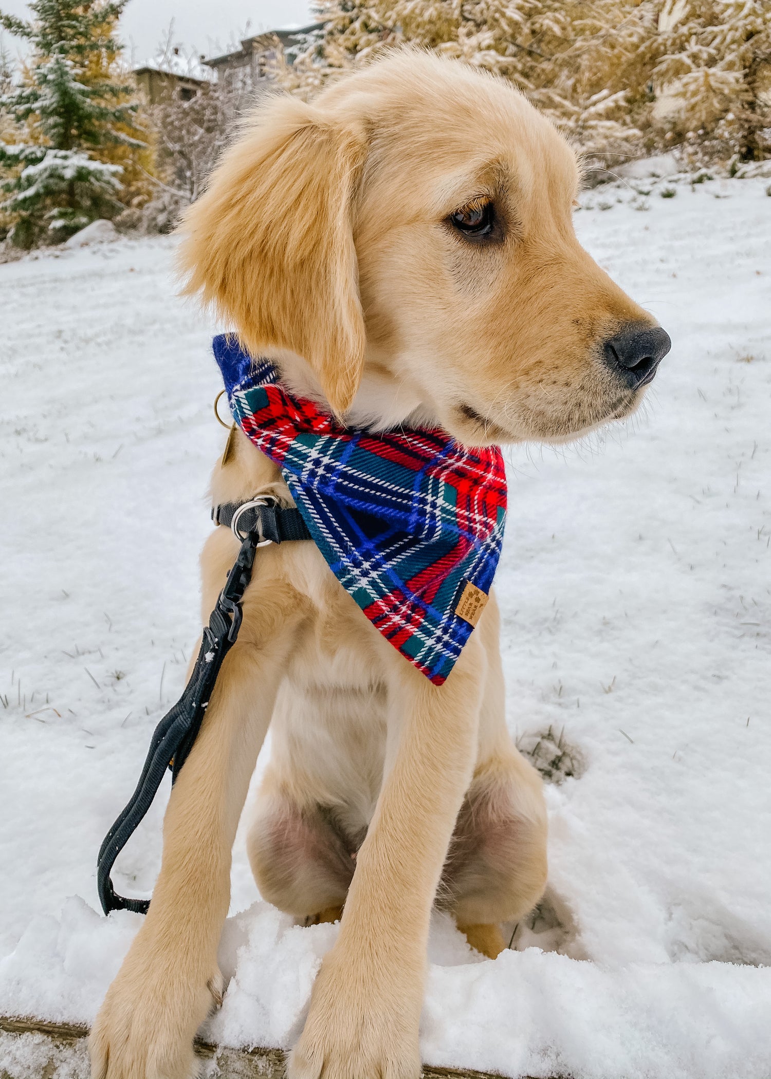 Plaid Collection